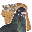 Pigeon and philosophy