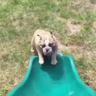 🐩