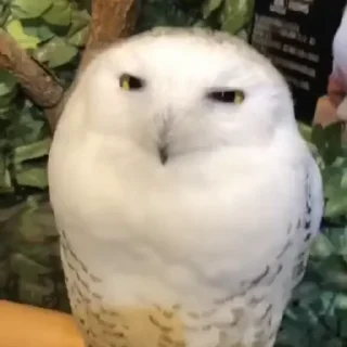 🦉