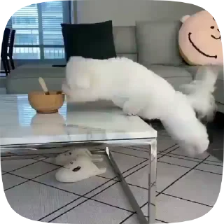 🐶