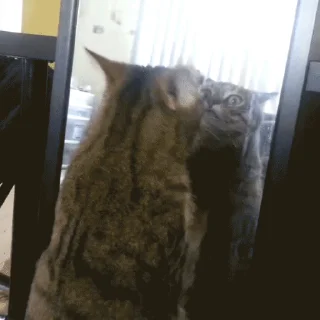 🐱