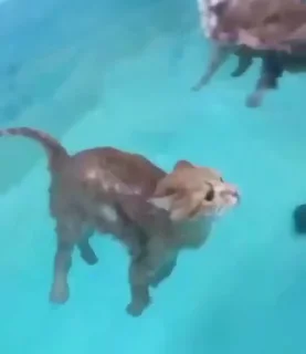🌊