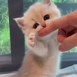 🌟