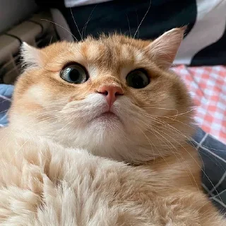 🫡