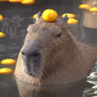 🦦