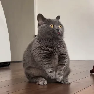 🐈‍⬛️