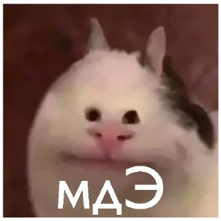 🗿
