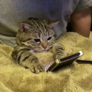 😺