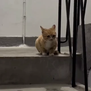 Котейки @stickroom