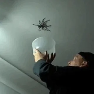 🕷