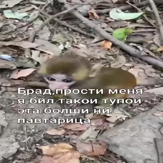 🐵