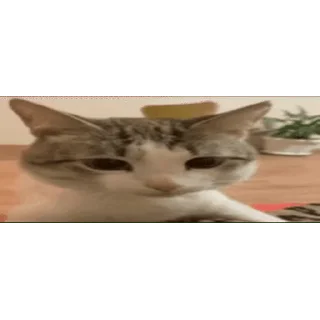 🐱