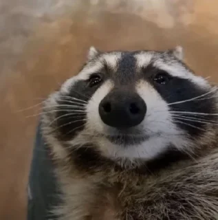 🦝