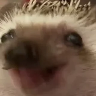 🦔