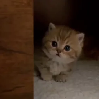 🐱
