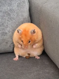 💩