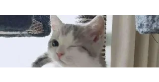 🐱