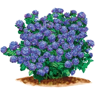 🌱