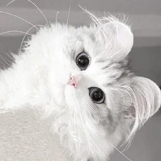 🥺