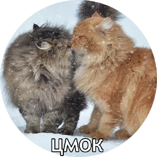 😽