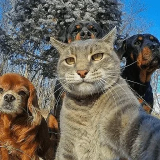 🐈