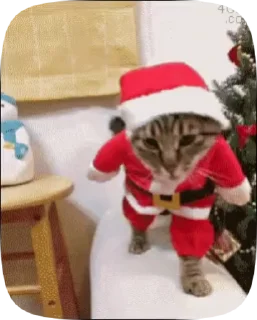 😺