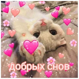 🌶