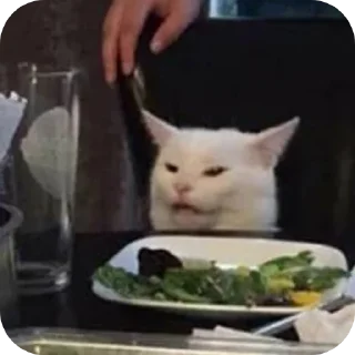 🐱
