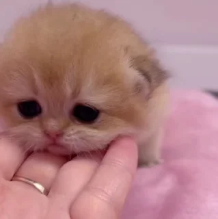 🐱