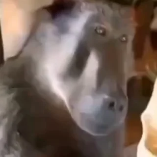 🐵