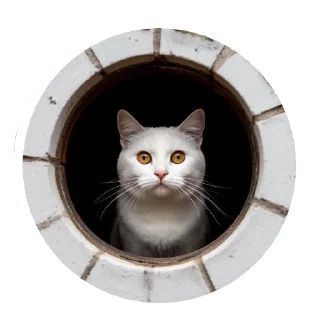 Vasek the Cat @ChestSticker