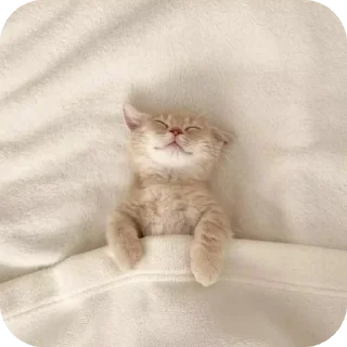 🐱