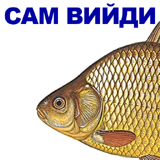 🐠