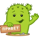 Кактус Коля