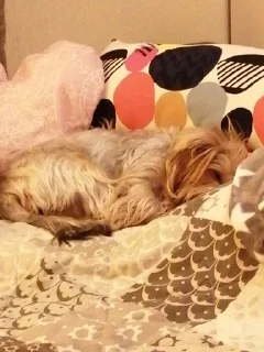 😪