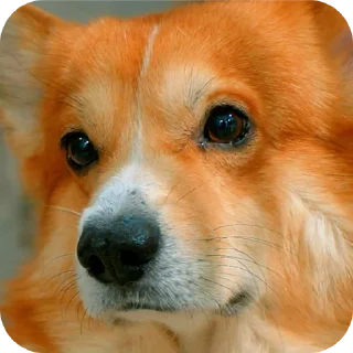 🐶