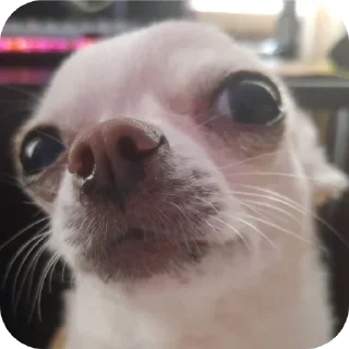 🐱