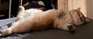 😴