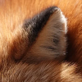 👂