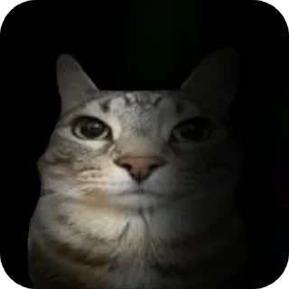 🐱