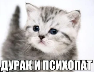😼