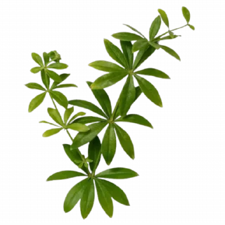 🌿