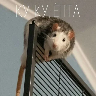 🥸