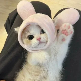 🐈