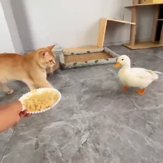 🐈