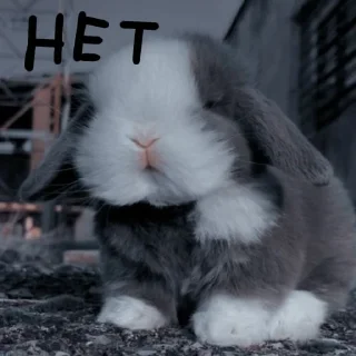 🐰