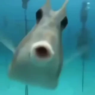 🐟