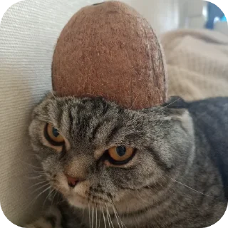 🐱