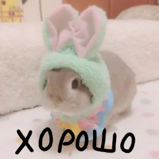 🐰