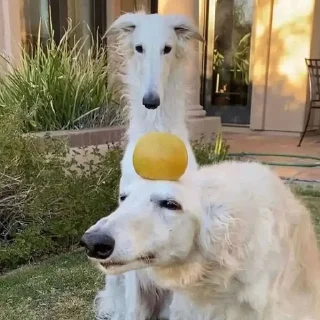 🍊